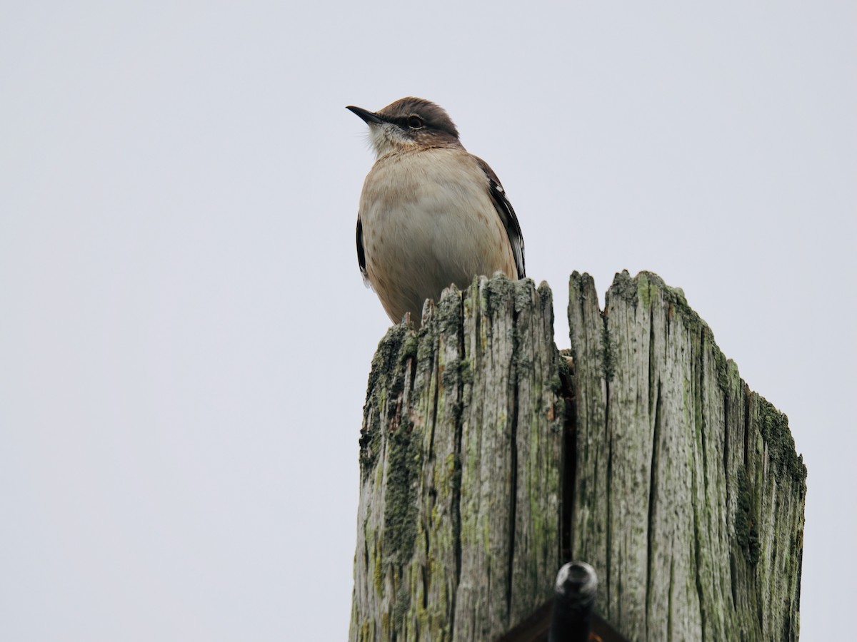 drozdec mnohohlasý - ML646253931