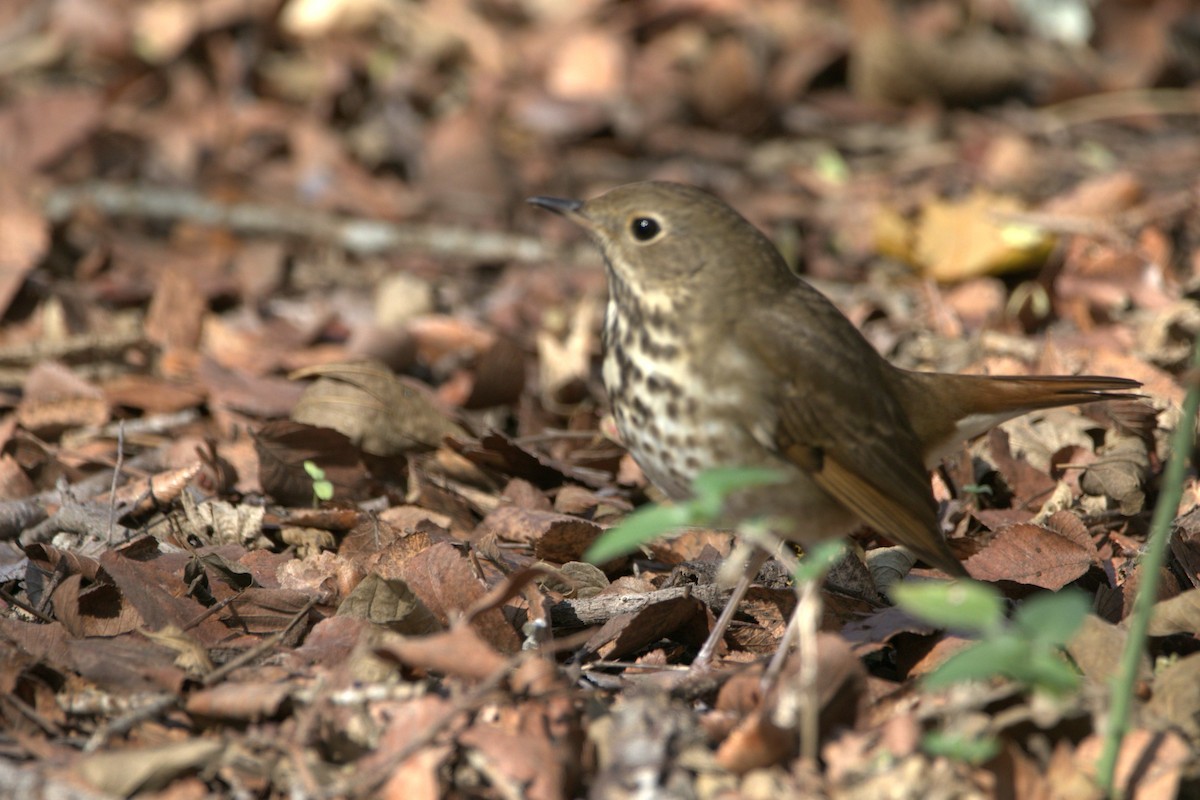 drozd rezavoocasý - ML646253932