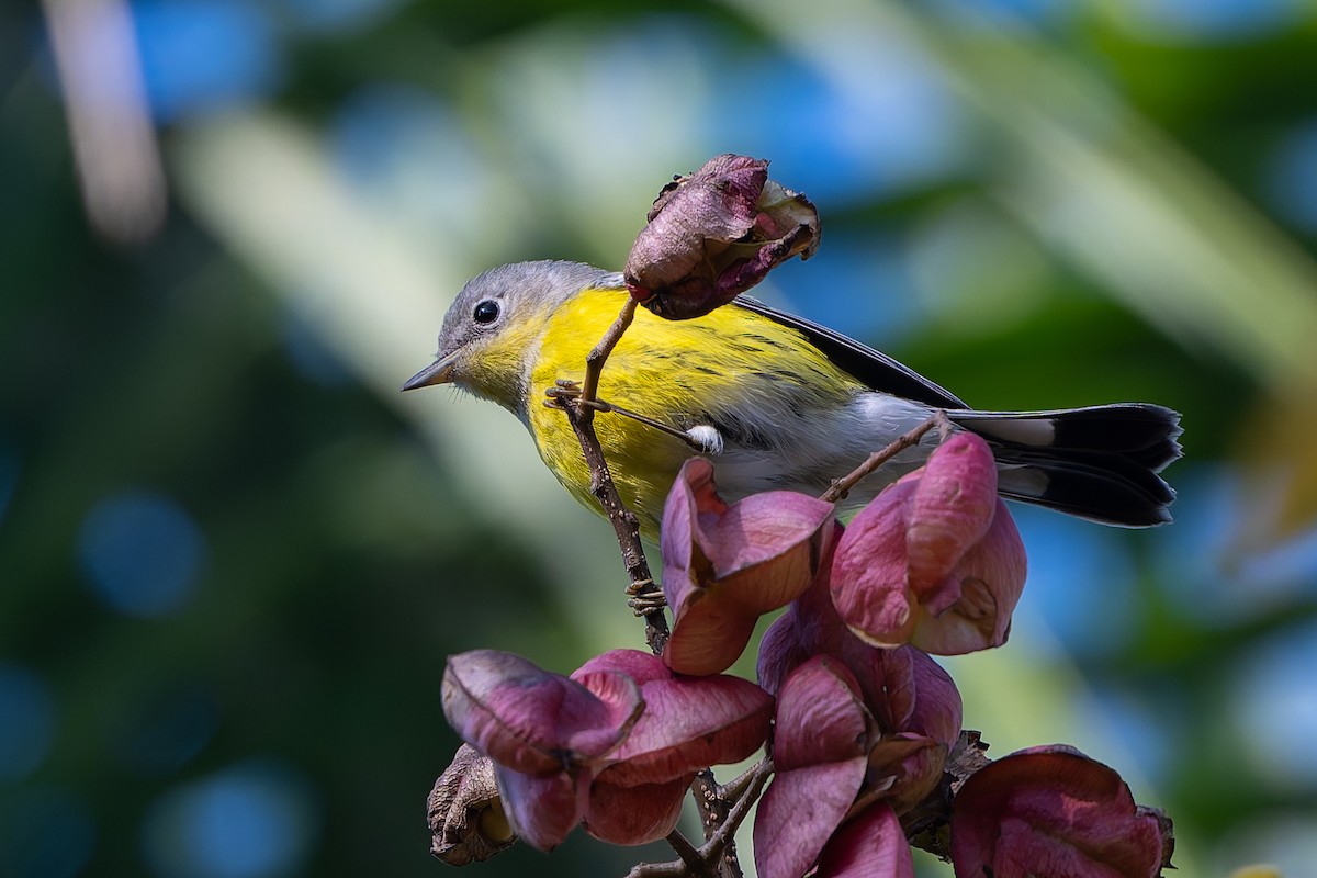 lesňáček tajgový - ML646253933