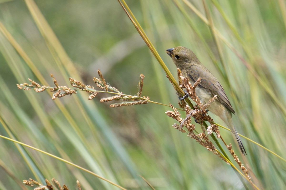 Double-collared Seedeater - ML646253934