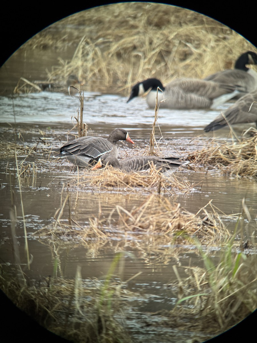 Greater White-fronted Goose - ML646253935