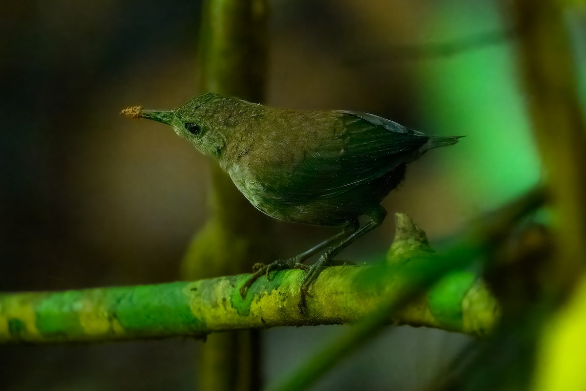 střízlík šupinkatý - ML646253936