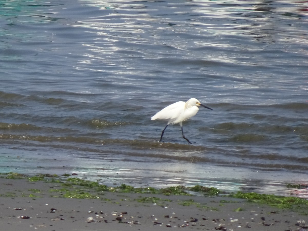 volavka bělostná - ML646253937