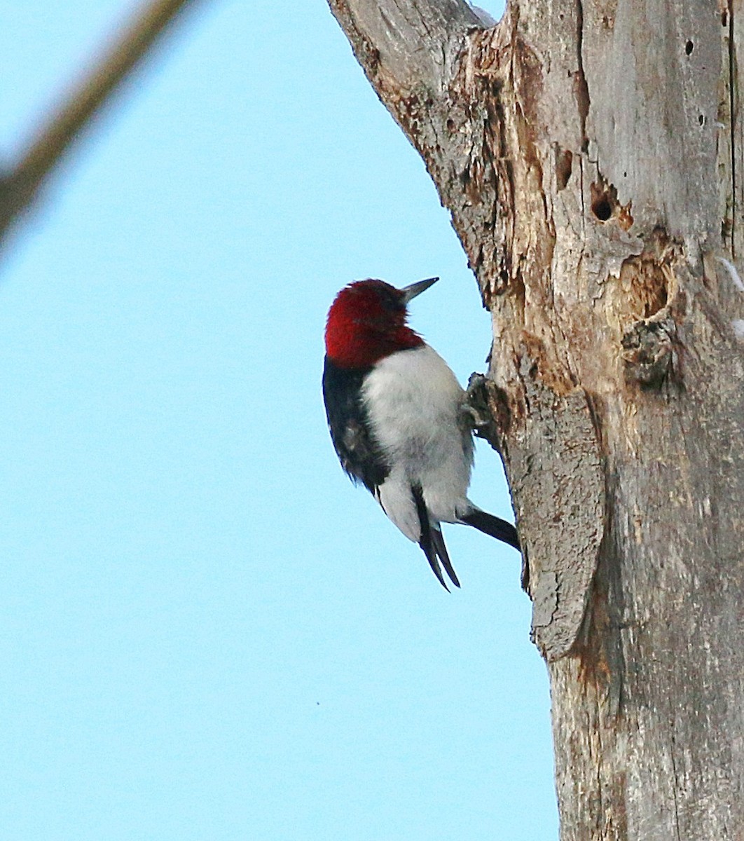 datel červenohlavý - ML646253939