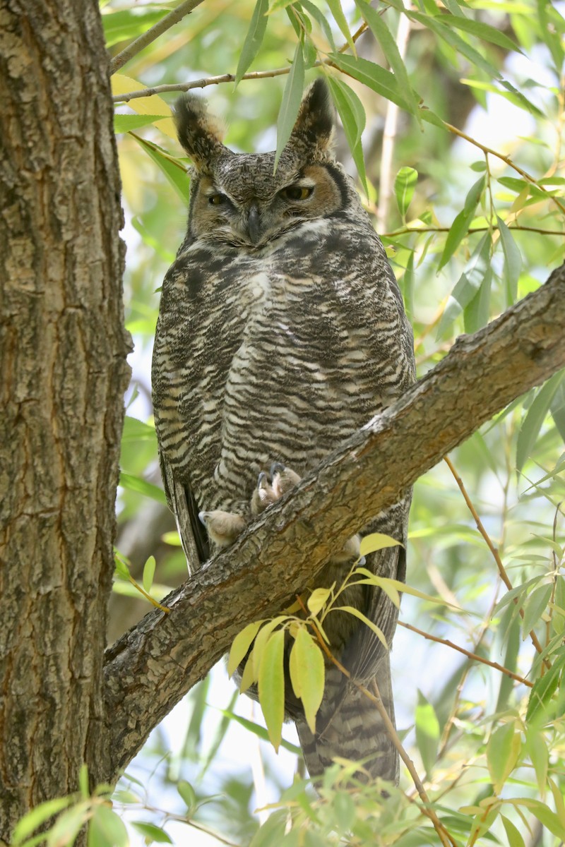 výr virginský - ML646253940