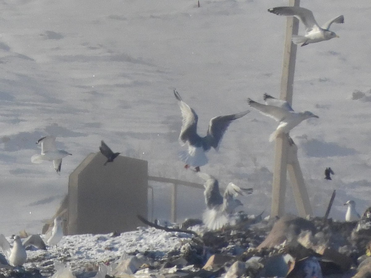 racek žlutonohý - ML646253941