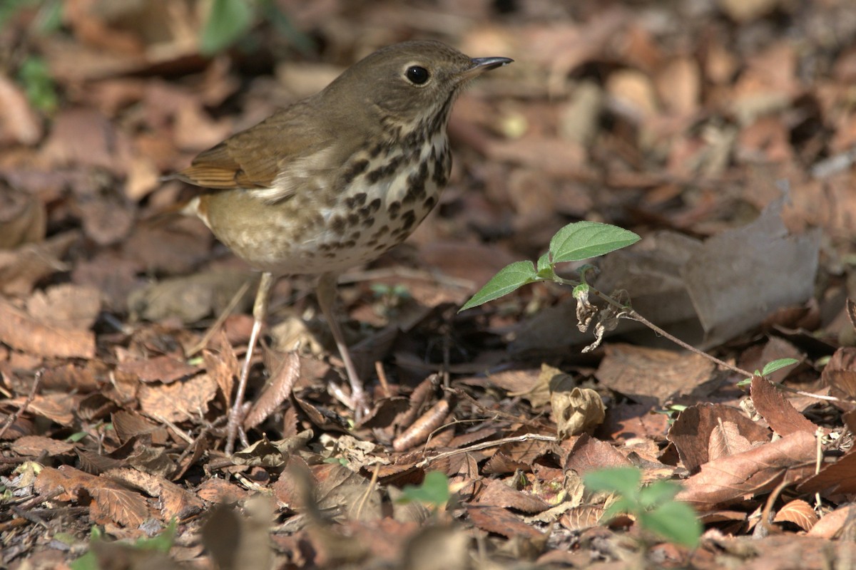 drozd rezavoocasý - ML646253942