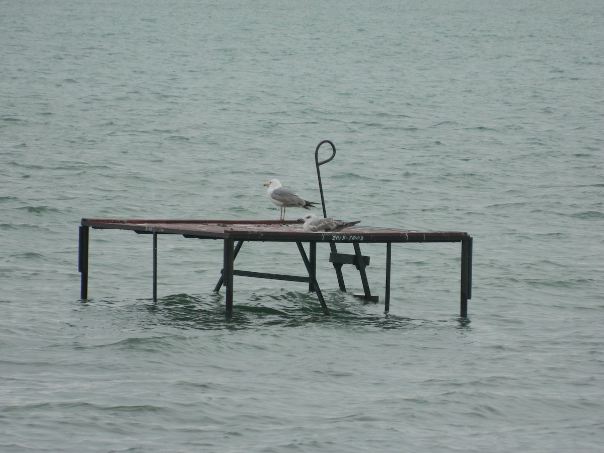 racek středomořský - ML646253943