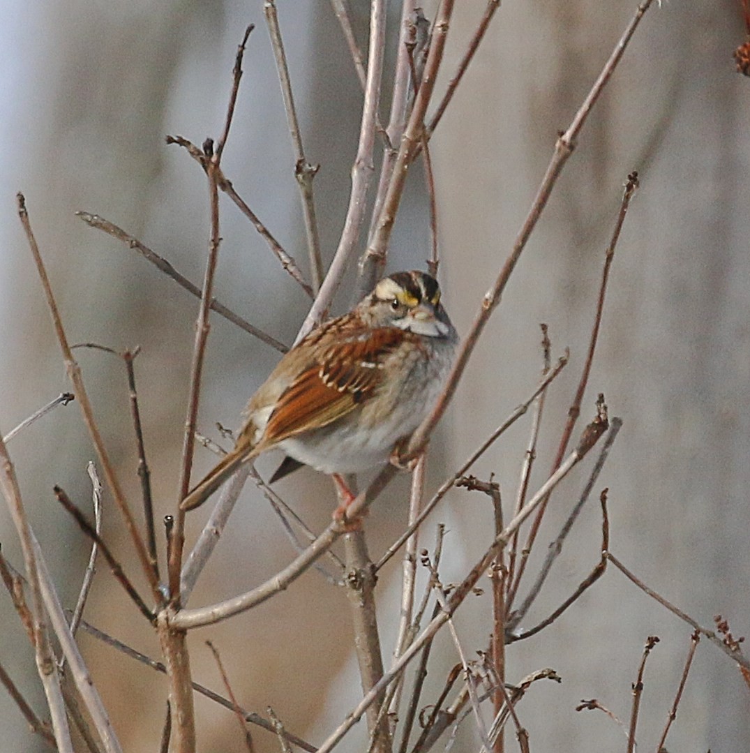 strnadec bělohrdlý - ML646253944