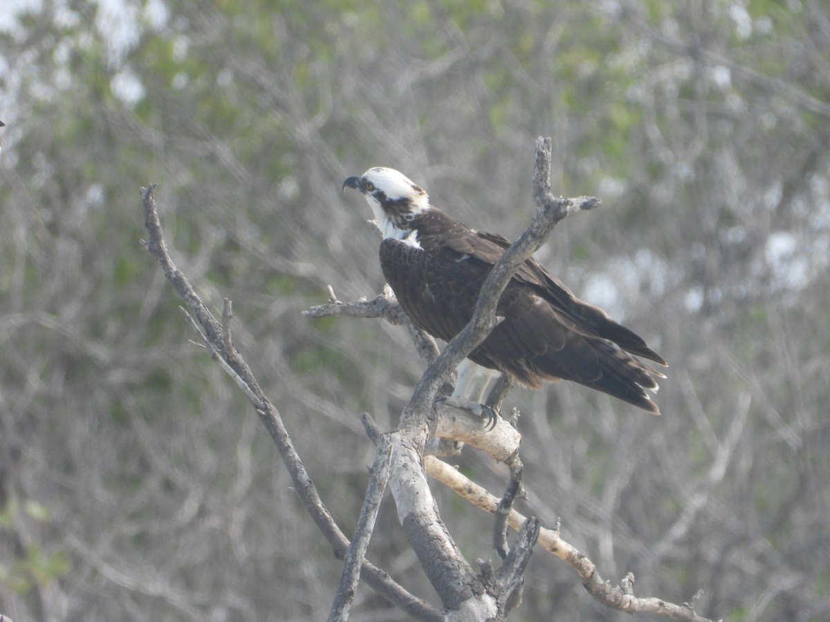 orlovec říční - ML646253945