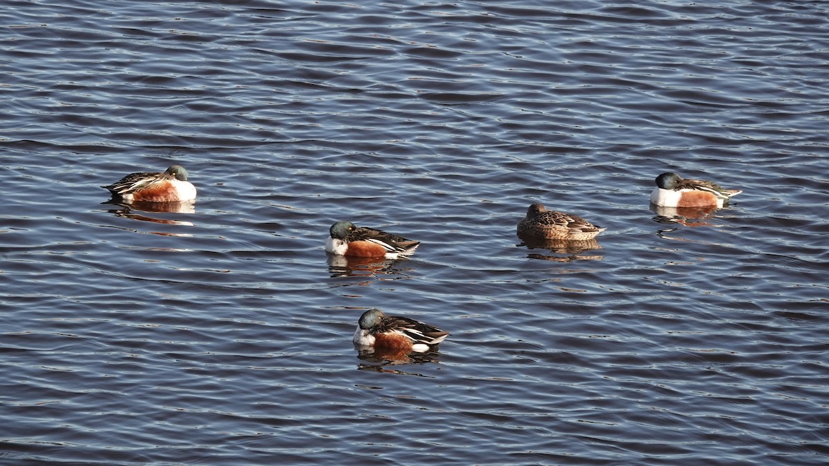 lžičák pestrý - ML646253946