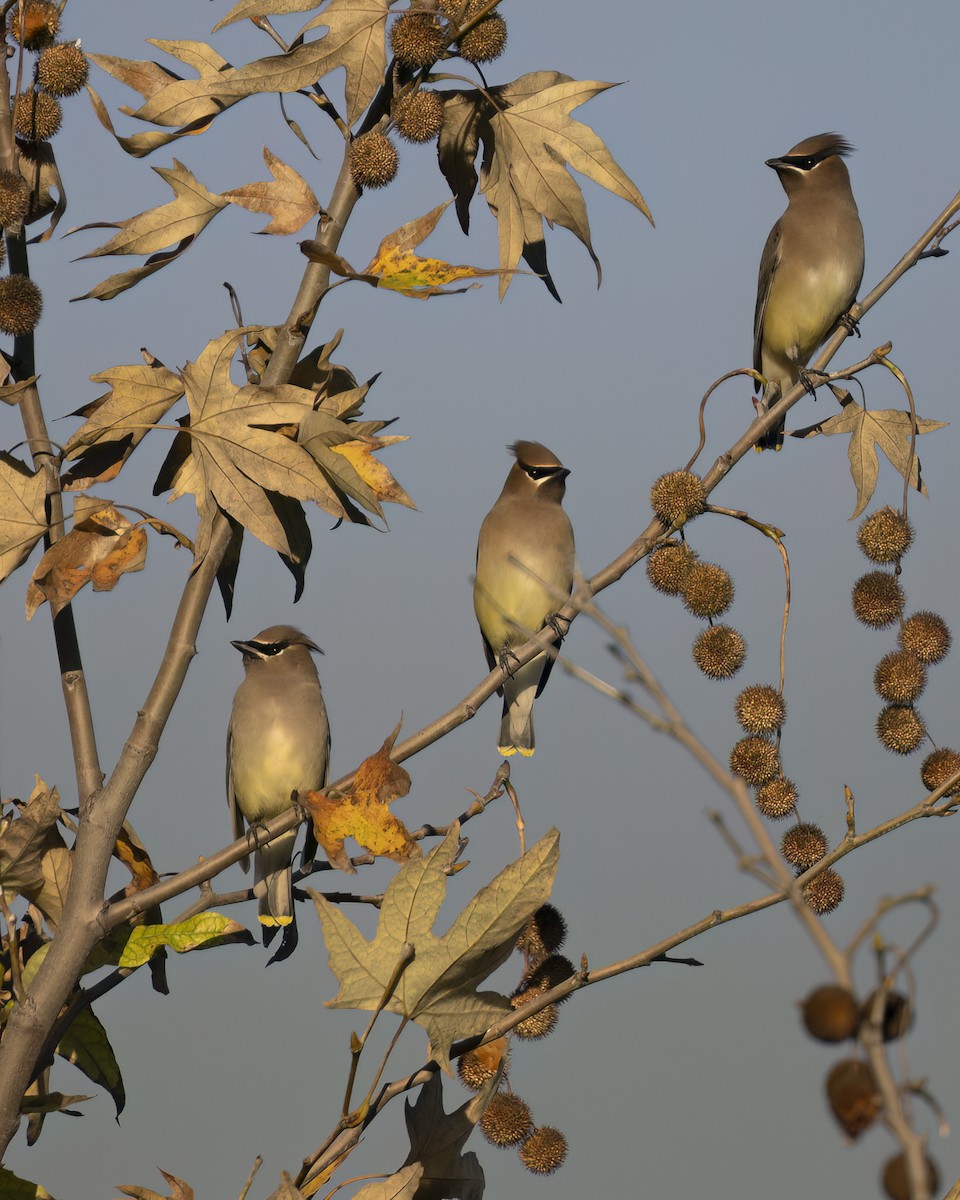 brkoslav americký - ML646253948