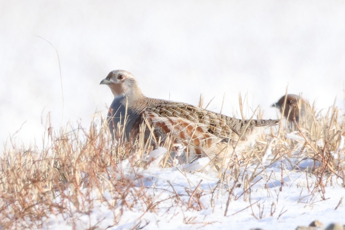 koroptev polní - ML646253949