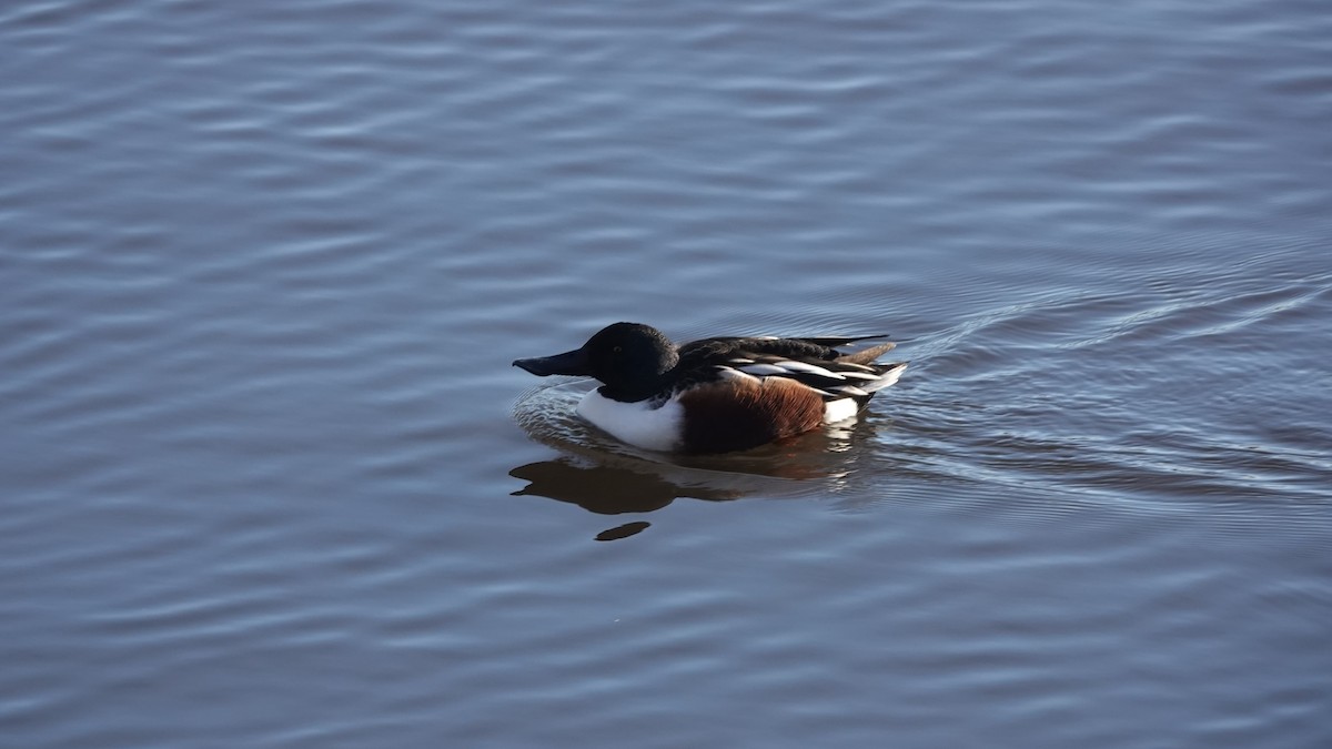 lžičák pestrý - ML646253950