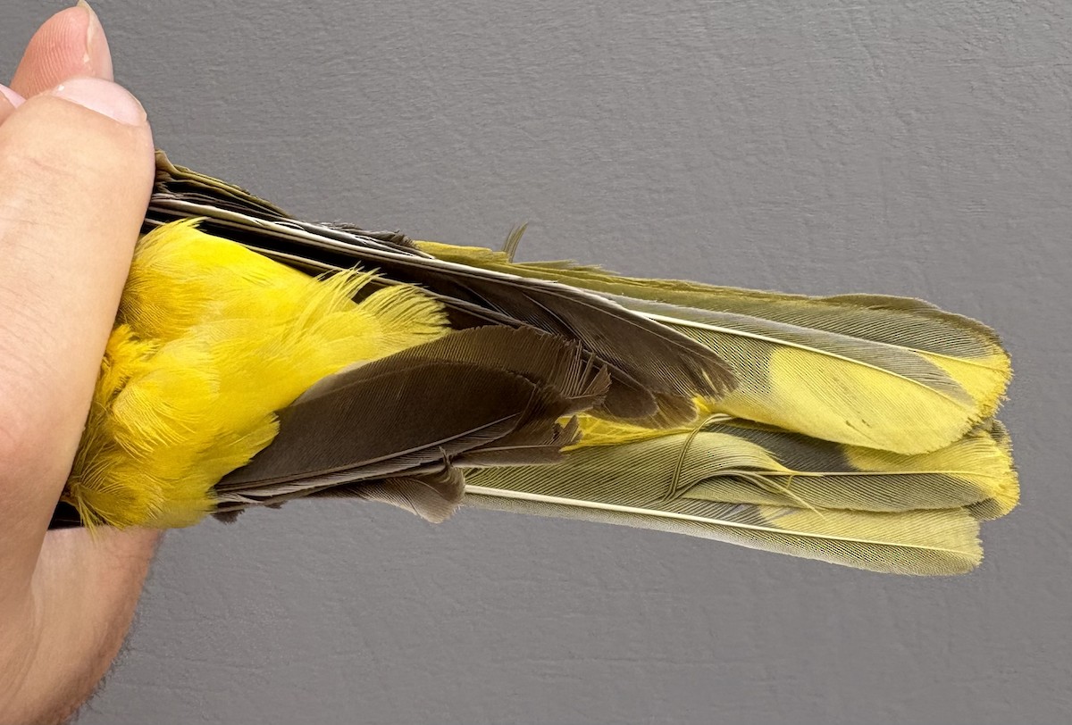 žluva hajní - ML646253952