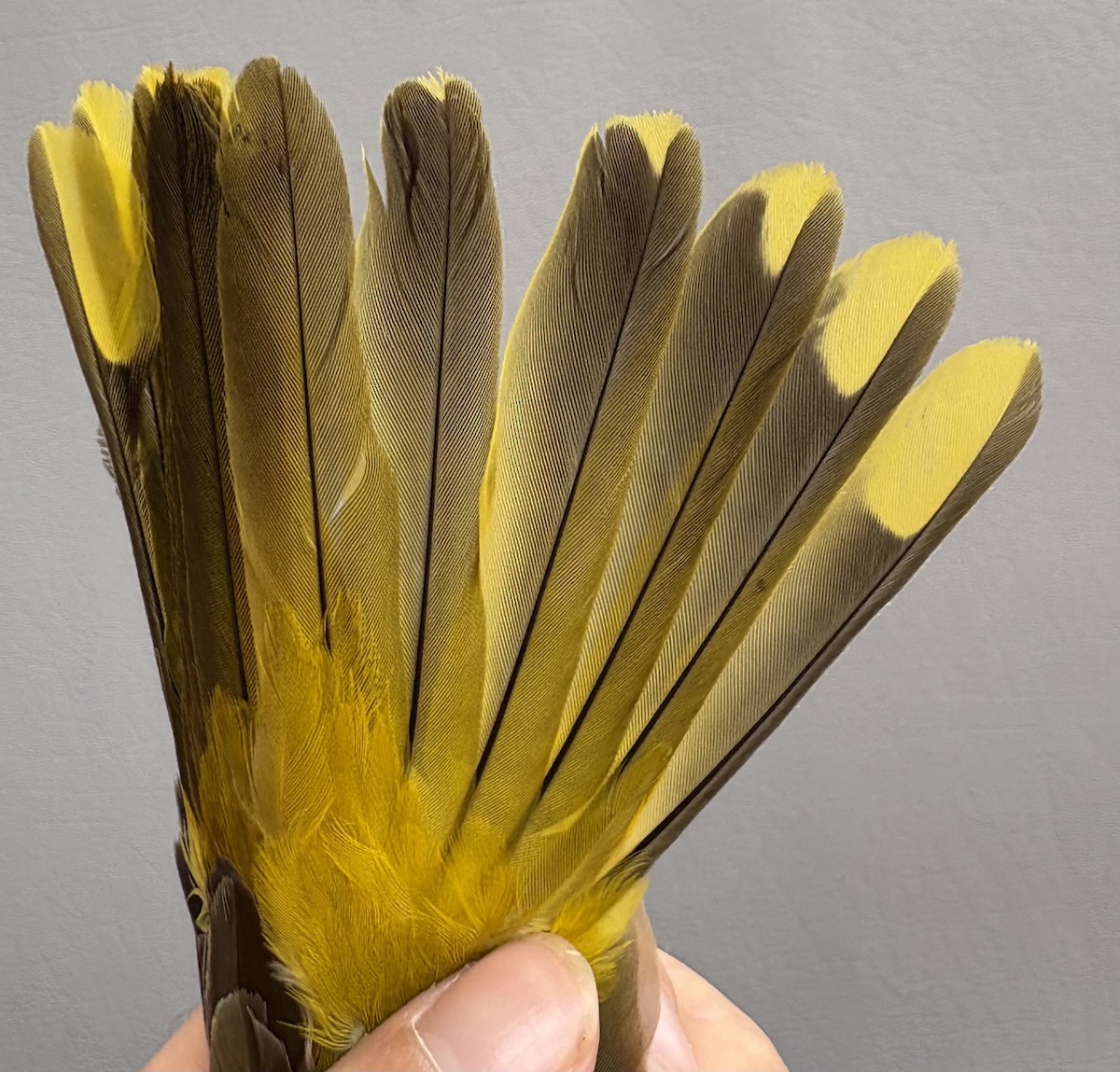 žluva hajní - ML646253953