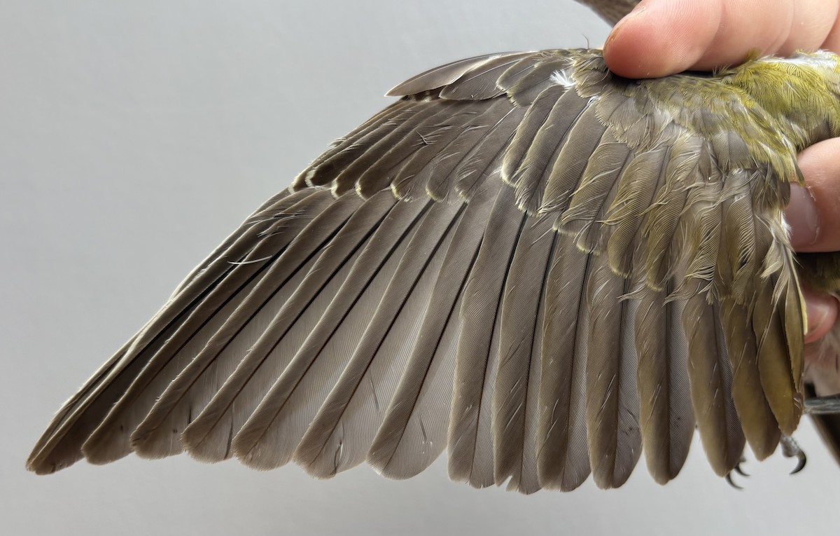 žluva hajní - ML646253954