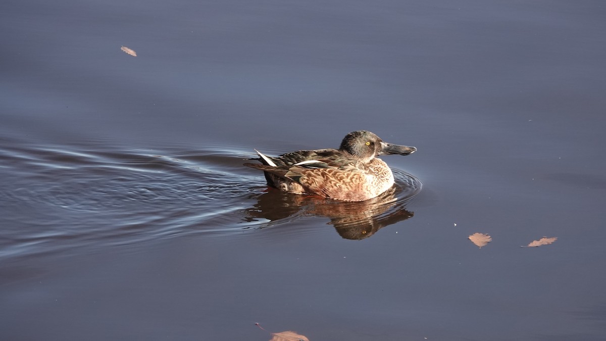 lžičák pestrý - ML646253955