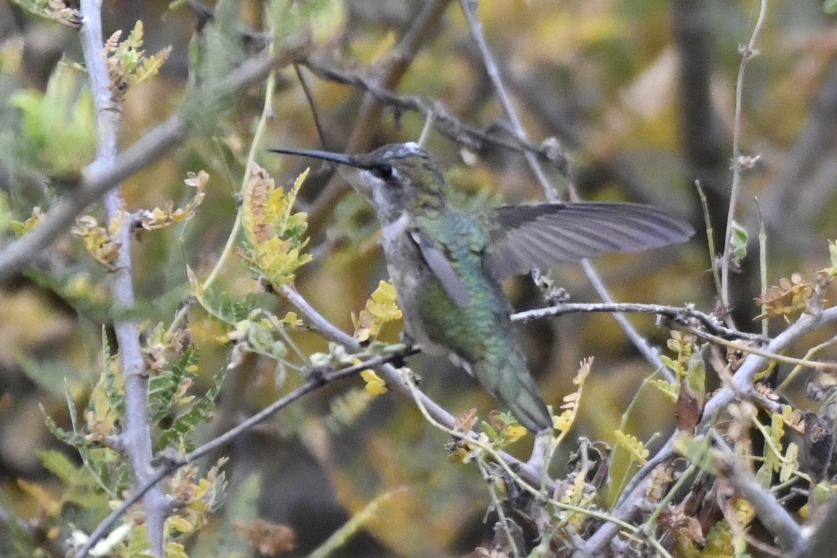 kalypta rubínohrdlá - ML646253964