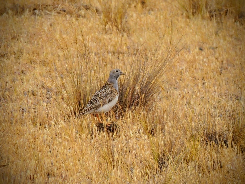 písečník nejmenší - ML646253966