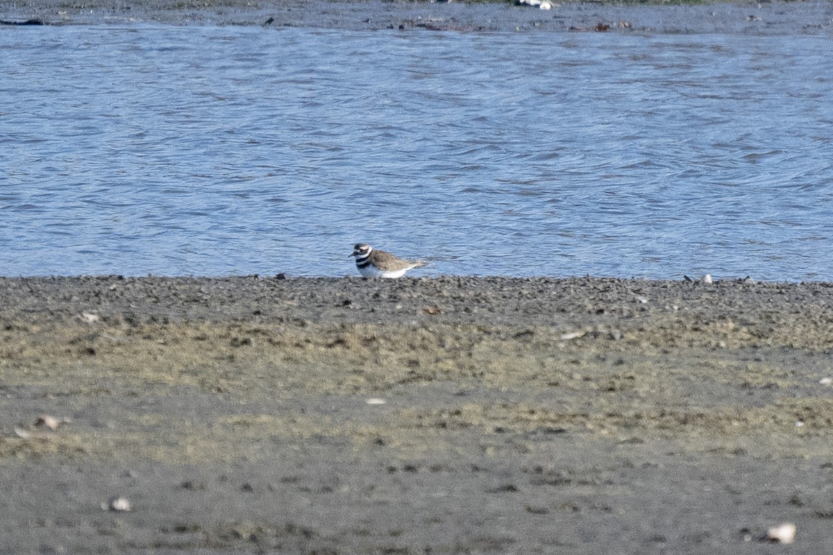 kulík rezavoocasý - ML646253968