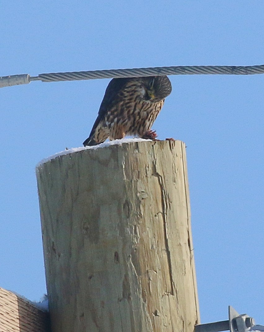 dřemlík tundrový - ML646253970