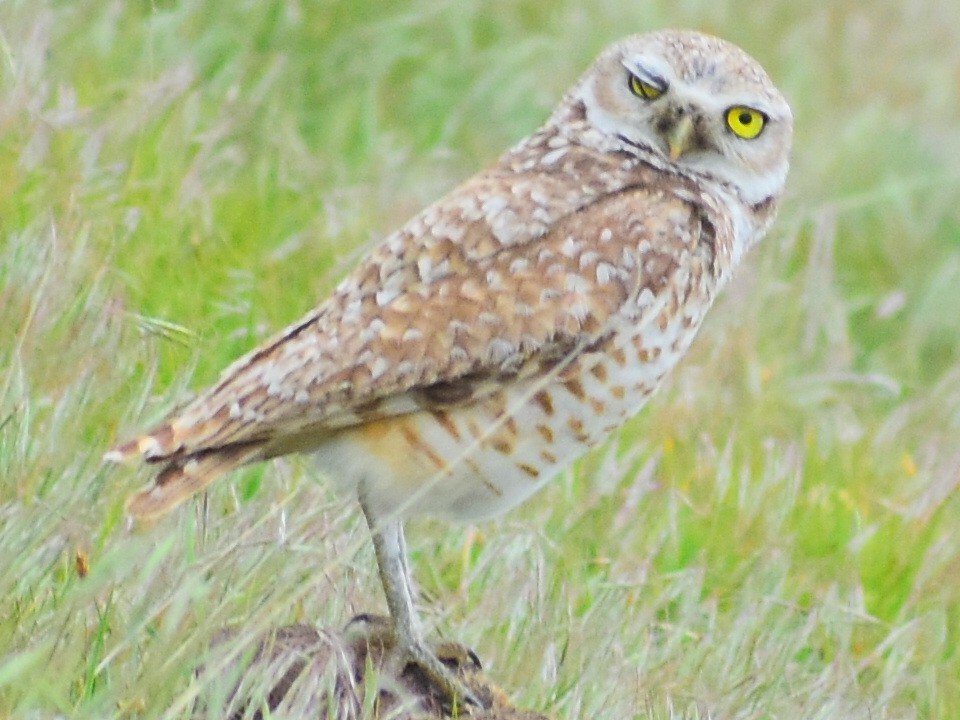 Burrowing Owl (Western) - ML646253972