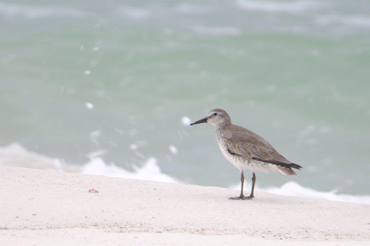 Bécasseau maubèche - ML646253973