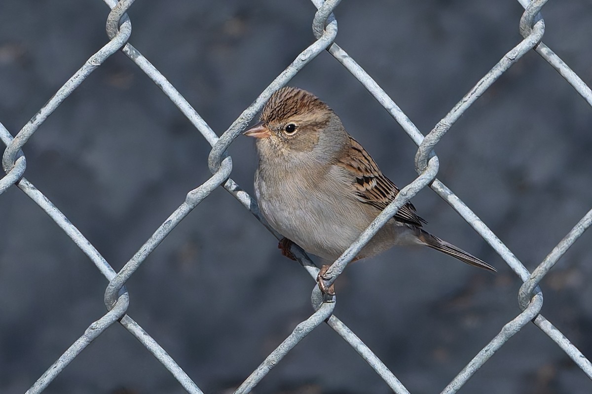 Малая воробьиная овсянка - ML646253976