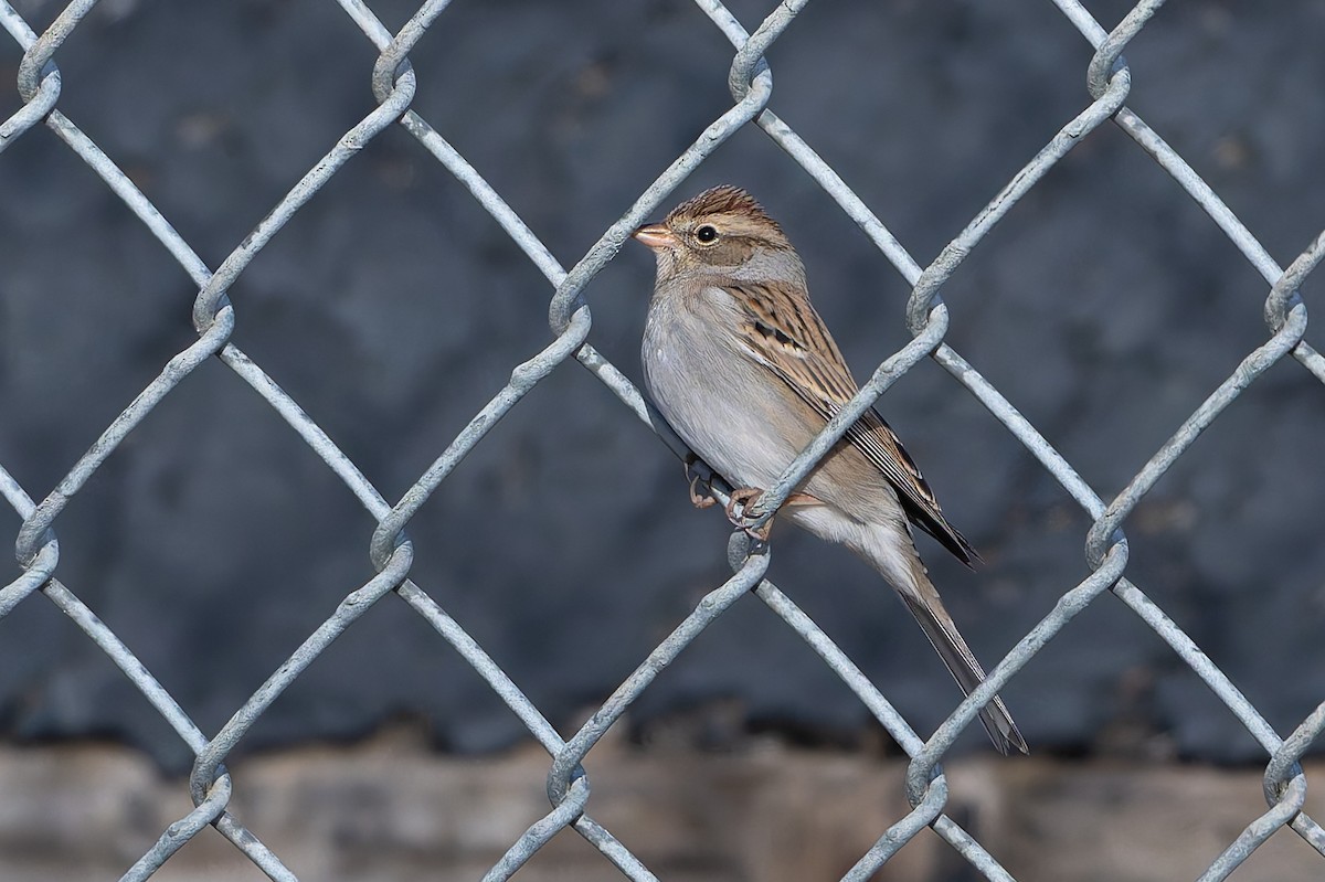 Малая воробьиная овсянка - ML646253977