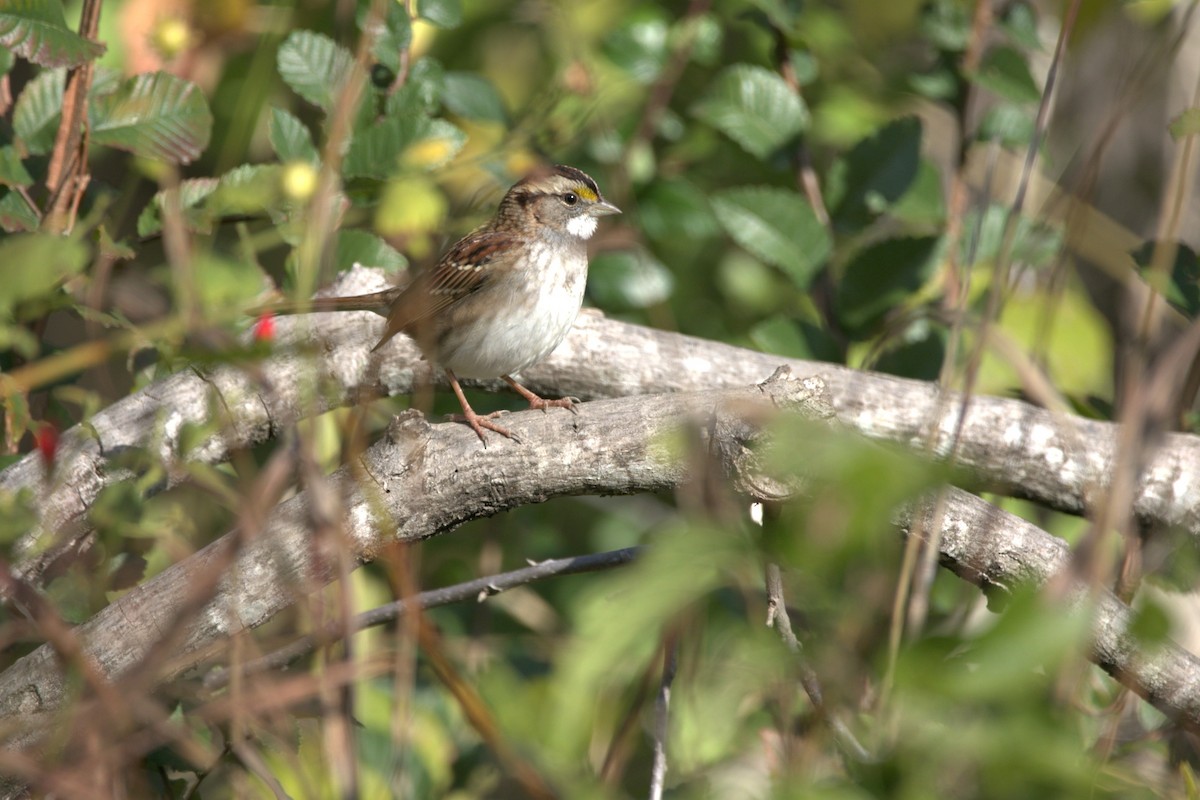 White-throated Sparrow - ML646253979