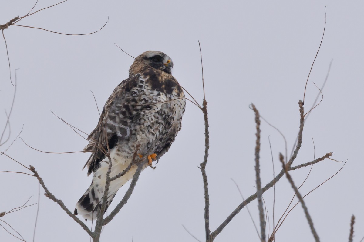 Rough-legged Hawk - ML646253983