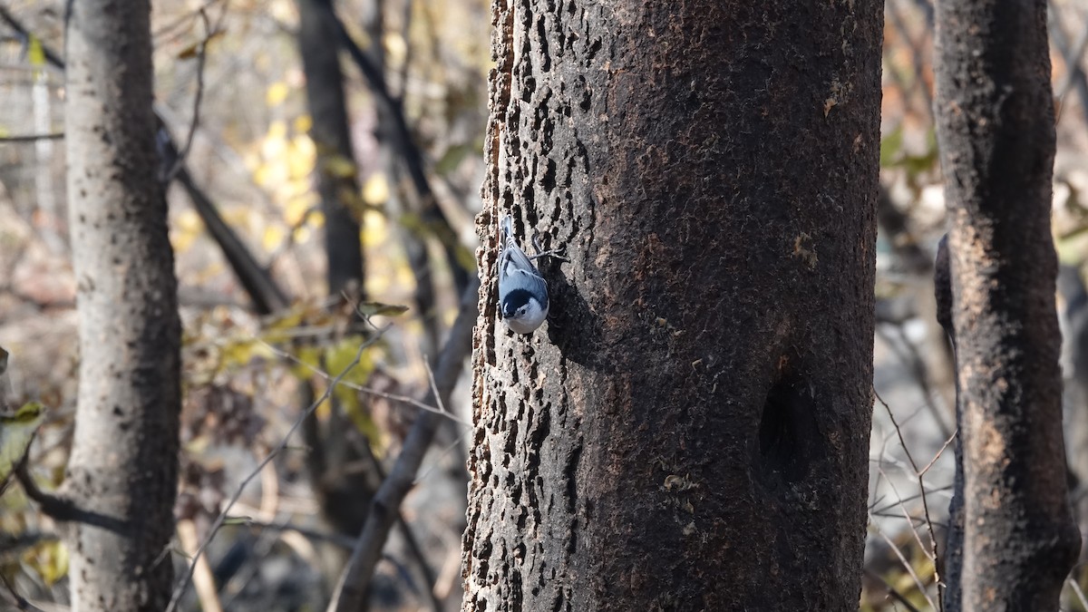 White-breasted Nuthatch - ML646253984