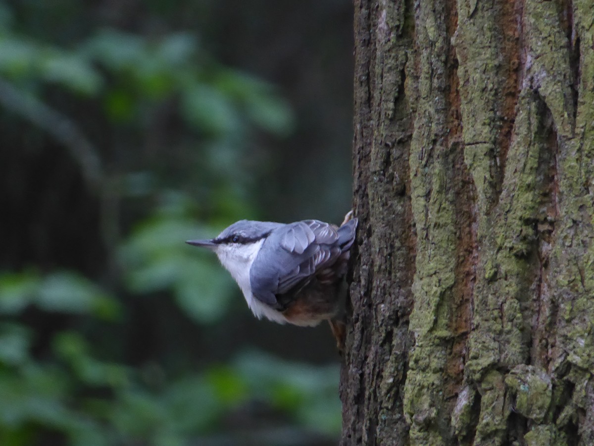 Eurasian Nuthatch (Western) - ML646253985