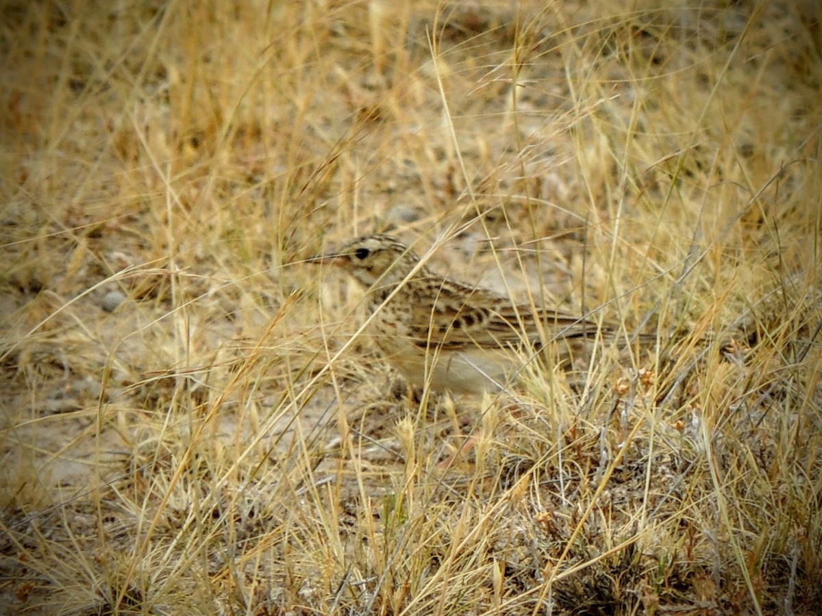 Short-billed Pipit - ML646253989