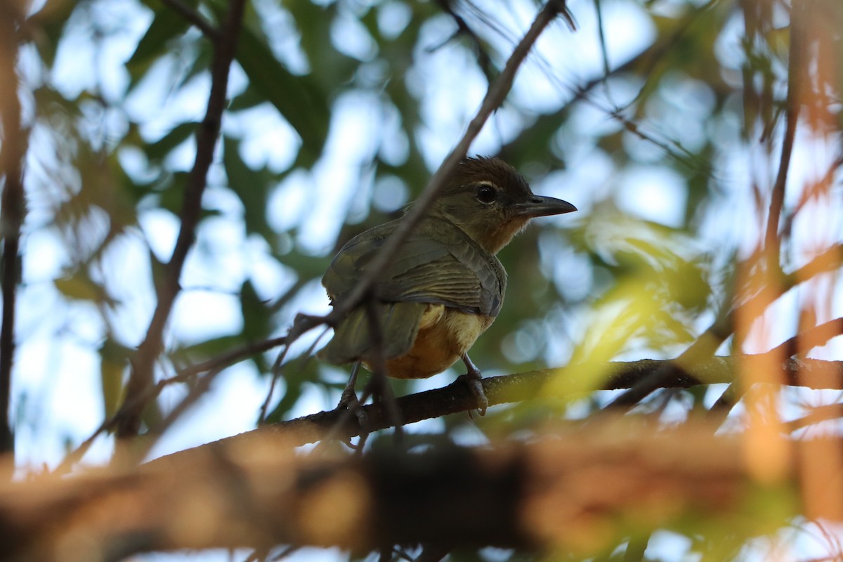 Yellow-bellied Greenbul - ML646253991