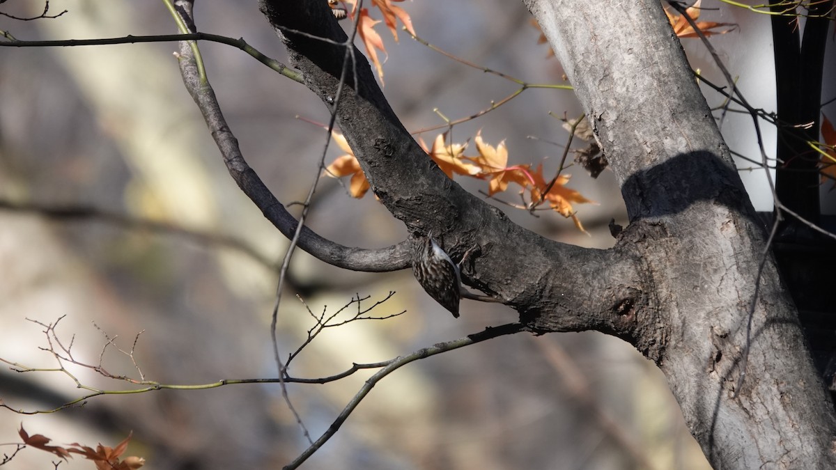 Brown Creeper - ML646253992