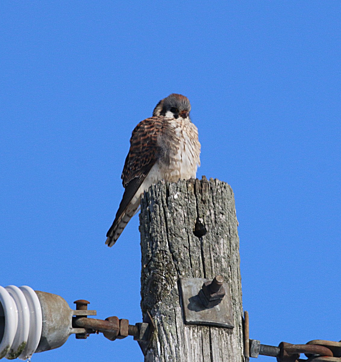 American Kestrel - ML646253999