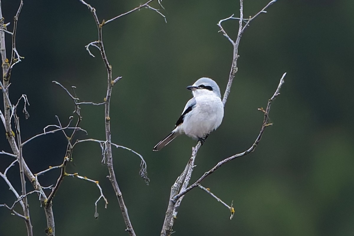 Antzandobi boreala - ML646254000