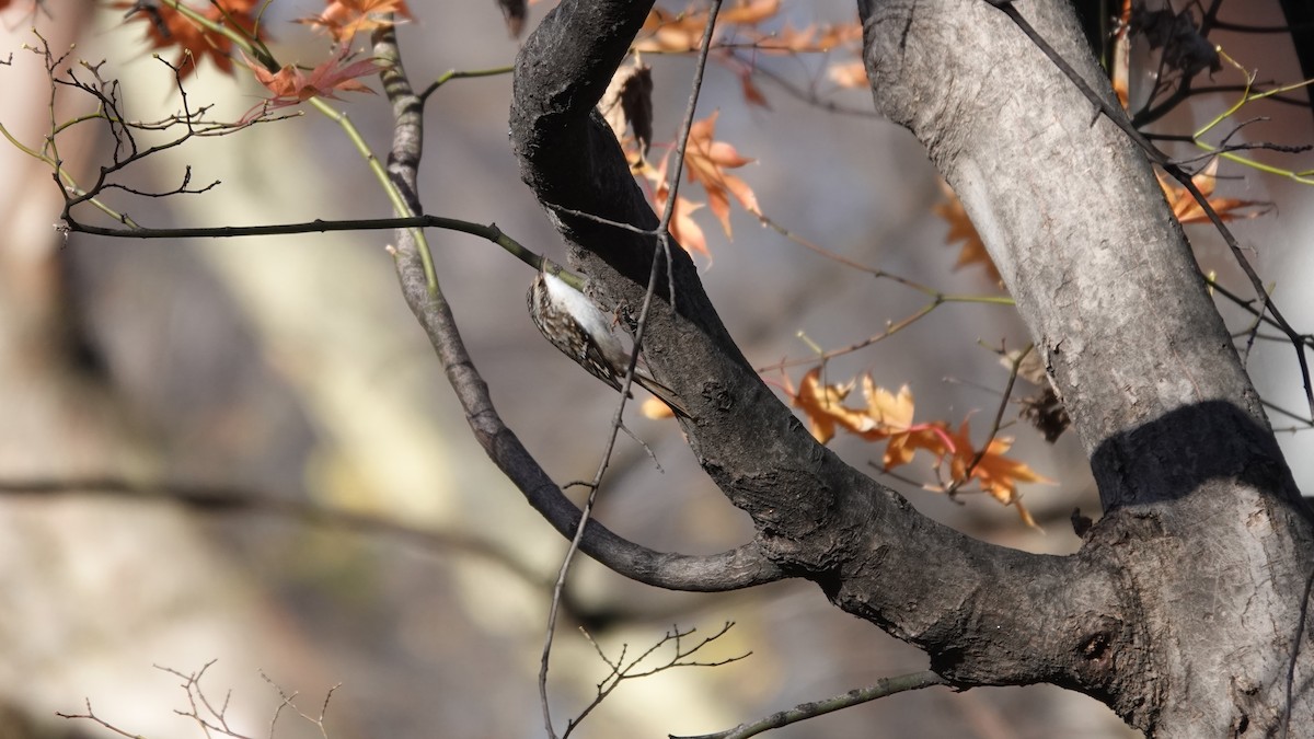 Brown Creeper - ML646254001