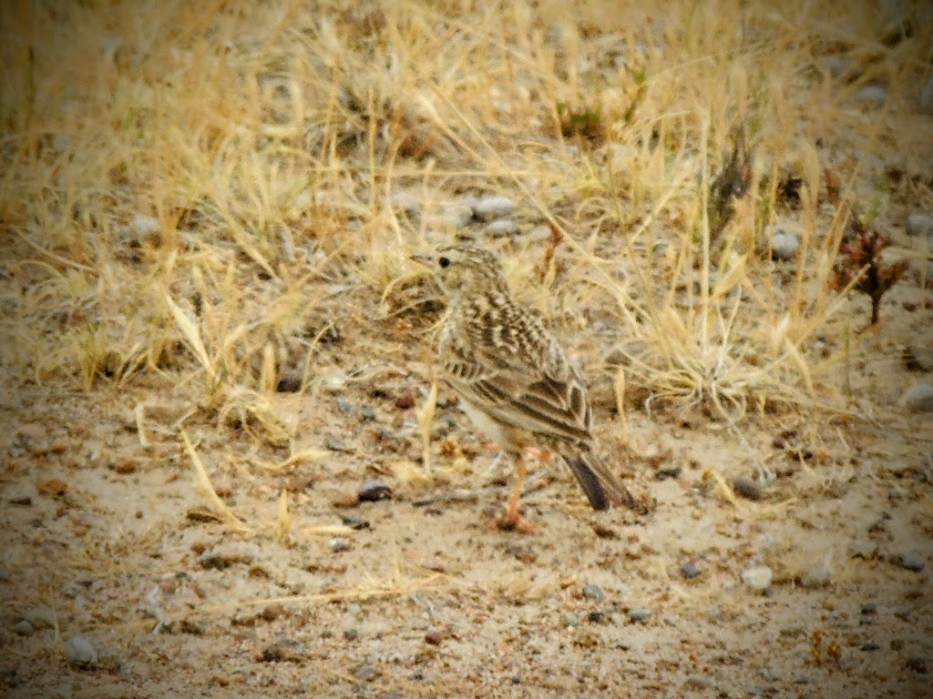 Short-billed Pipit - ML646254002