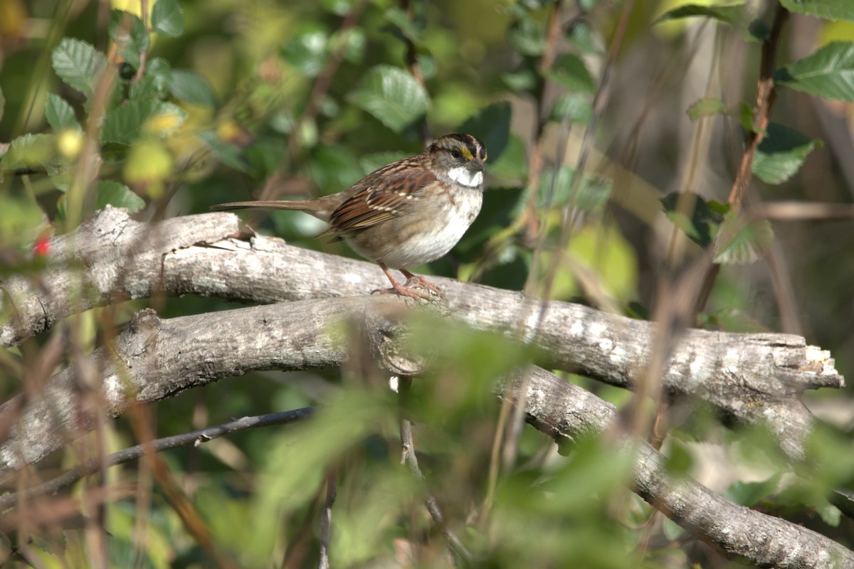 White-throated Sparrow - ML646254005