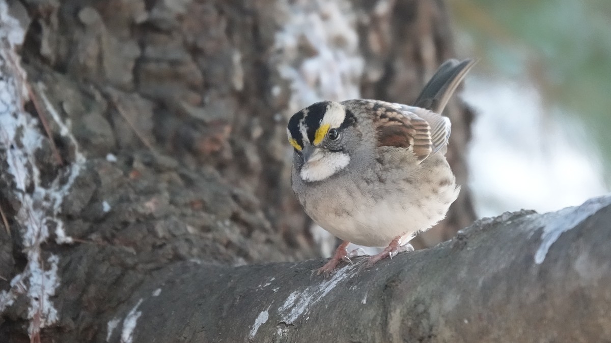 White-throated Sparrow - ML646254018