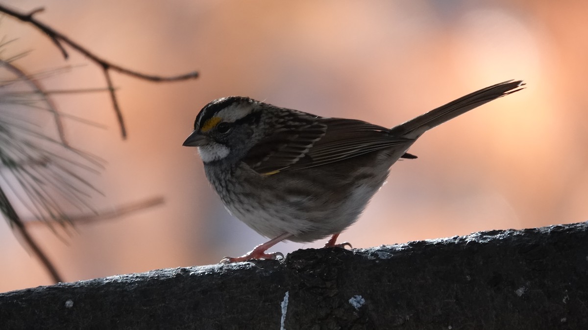 White-throated Sparrow - ML646254019