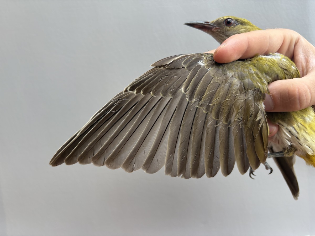 Eurasian Golden Oriole - ML646254020