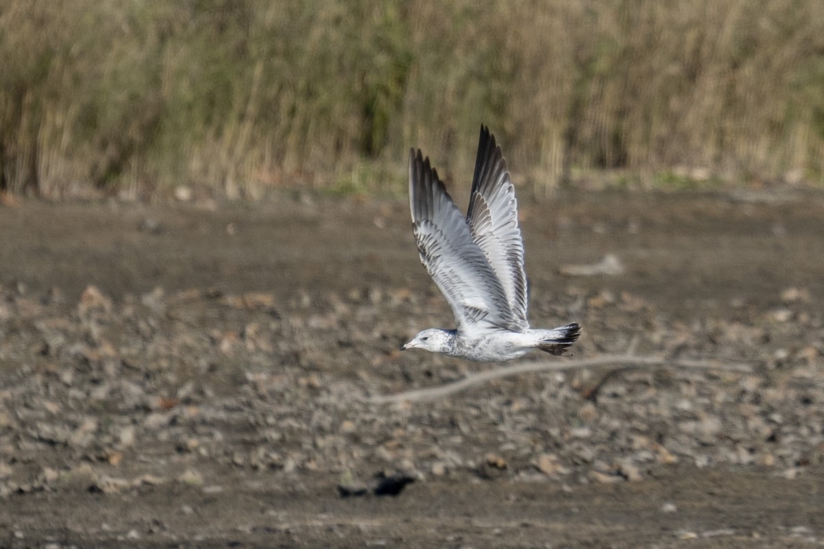 gull sp. - ML646254021