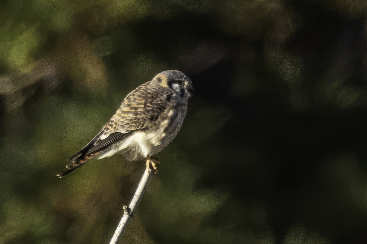 American Kestrel - ML646254026
