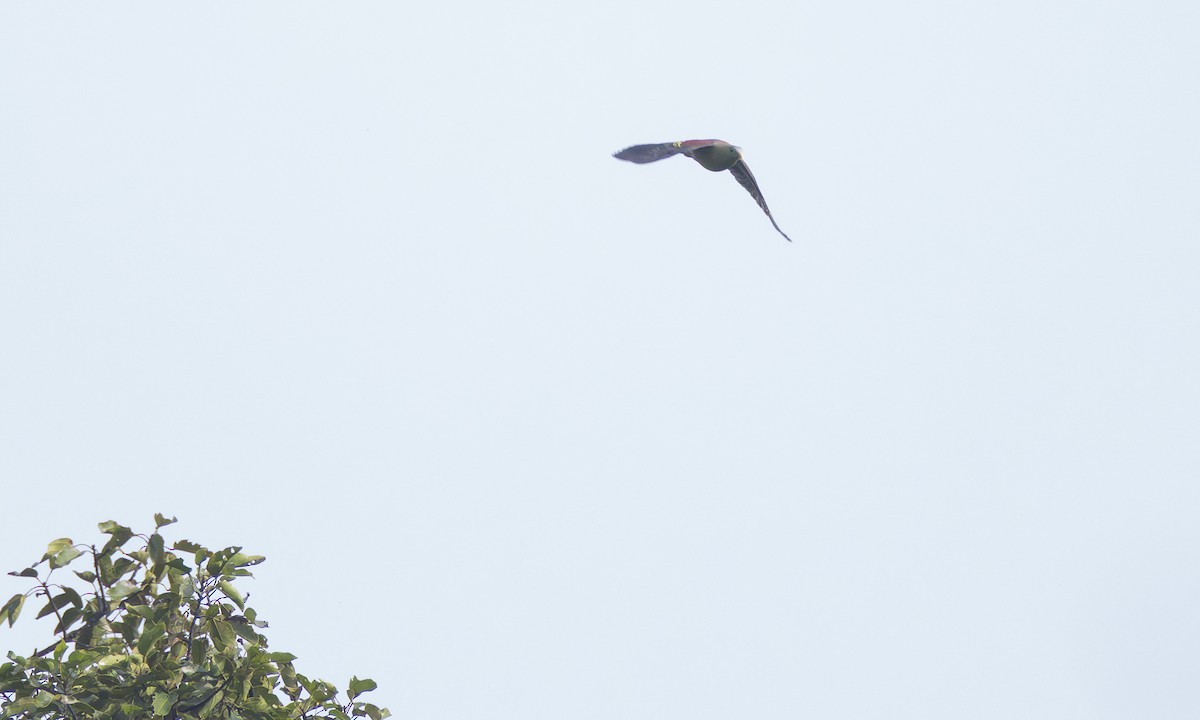 Thick-billed Green-Pigeon (Thick-billed) - ML646254028