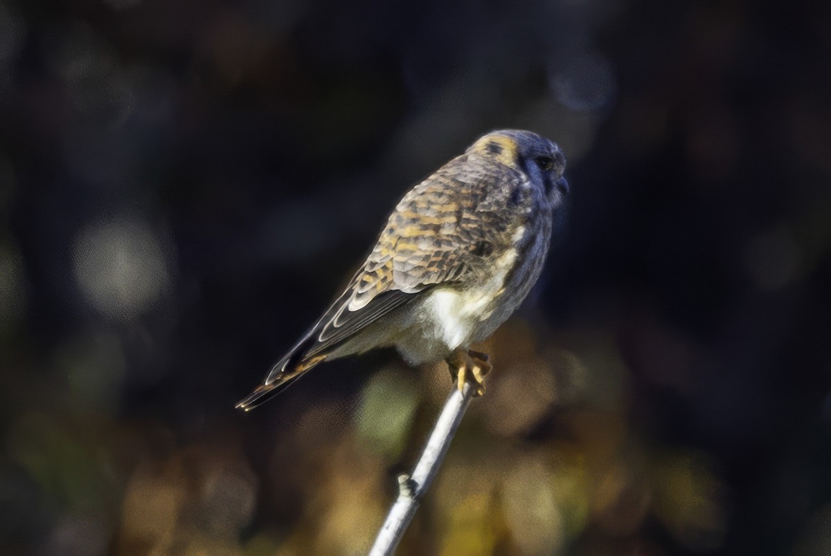American Kestrel - ML646254029