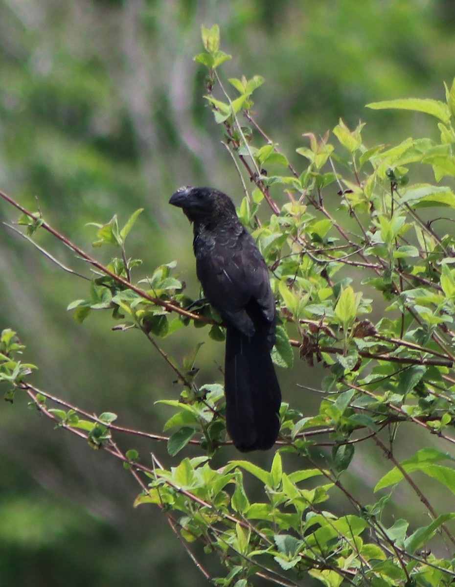 Ані товстодзьобий - ML646254033